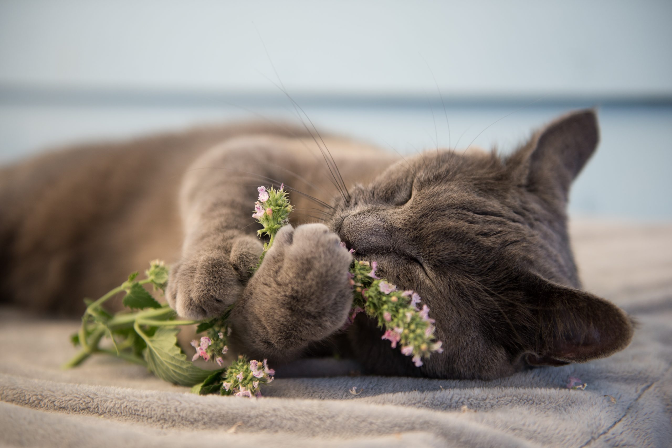 What actually is catnip and is it safe for my cat?